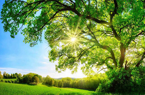 ATS Homekraft 1000 Trees Plots